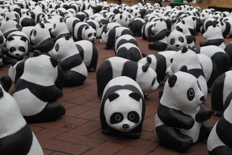 1600 панд на улицах гонконга. Большая панда символ китая. На земле осталось панд. Осталось панд. Популяция панд.