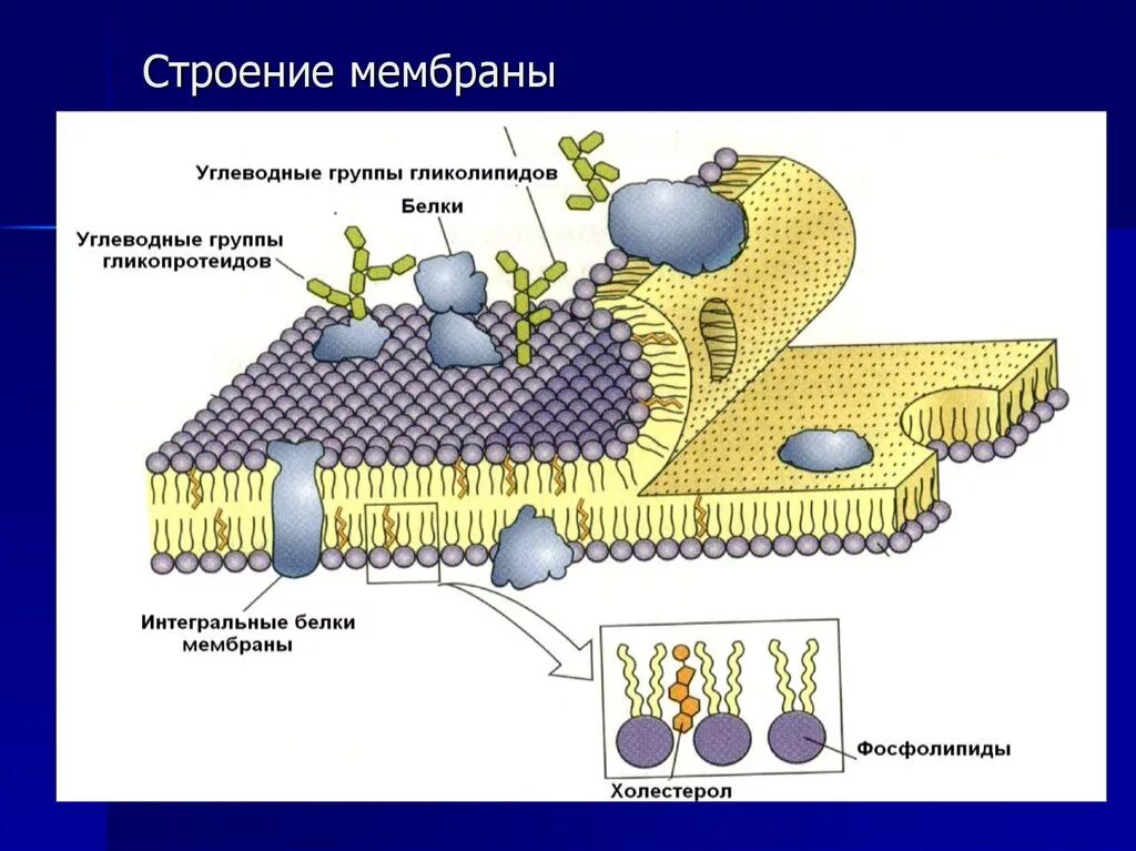 Структурный компонент мембраны клетки. Мембрана строение плазмолемма. Жидкостно-мозаичная модель плазматической мембраны. Плазмалемма внешняя мембрана. Строение мембраны клетки.