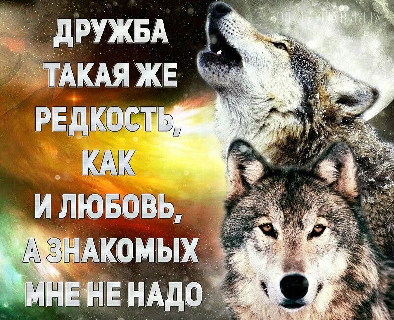 Картинки с волками цитатами. Статусы про волков. статусы с волками. красивые статусы про волков. цитаты волков.
