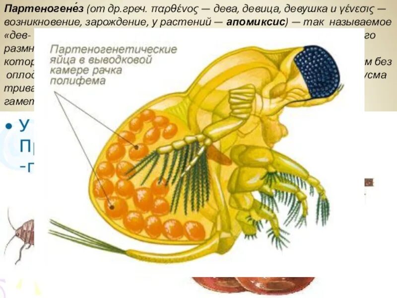 Размножается партеногенетически. Партеногенез. Партеногенетическое размножение. Партеногенез у растений. Партеногенез клетка.