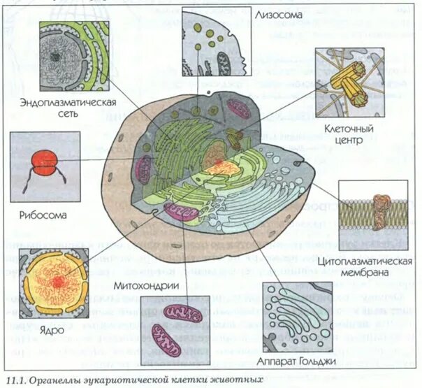 Клеточное строение организма огэ. Клетка егэ биология. строение клетки егэ биология. строение клетки егэ. рисунки по биологии егэ.