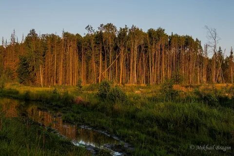 Деревня сосна