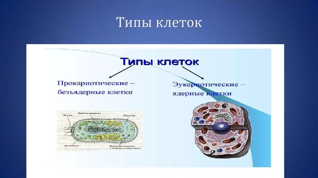 Делятся ли клетки. Типы клеток. Два типа клеток. Типы клеток схема.