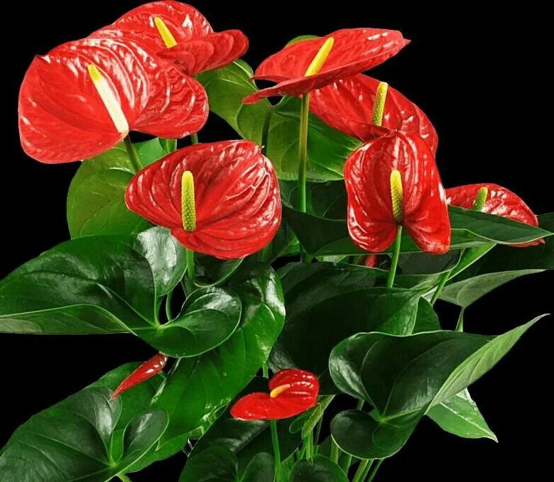 Мужское счастье красный. Спатифиллум и Антуриум. Красный Антуриум цветок. Спатифиллум красный. Спатифиллум цветок красный.