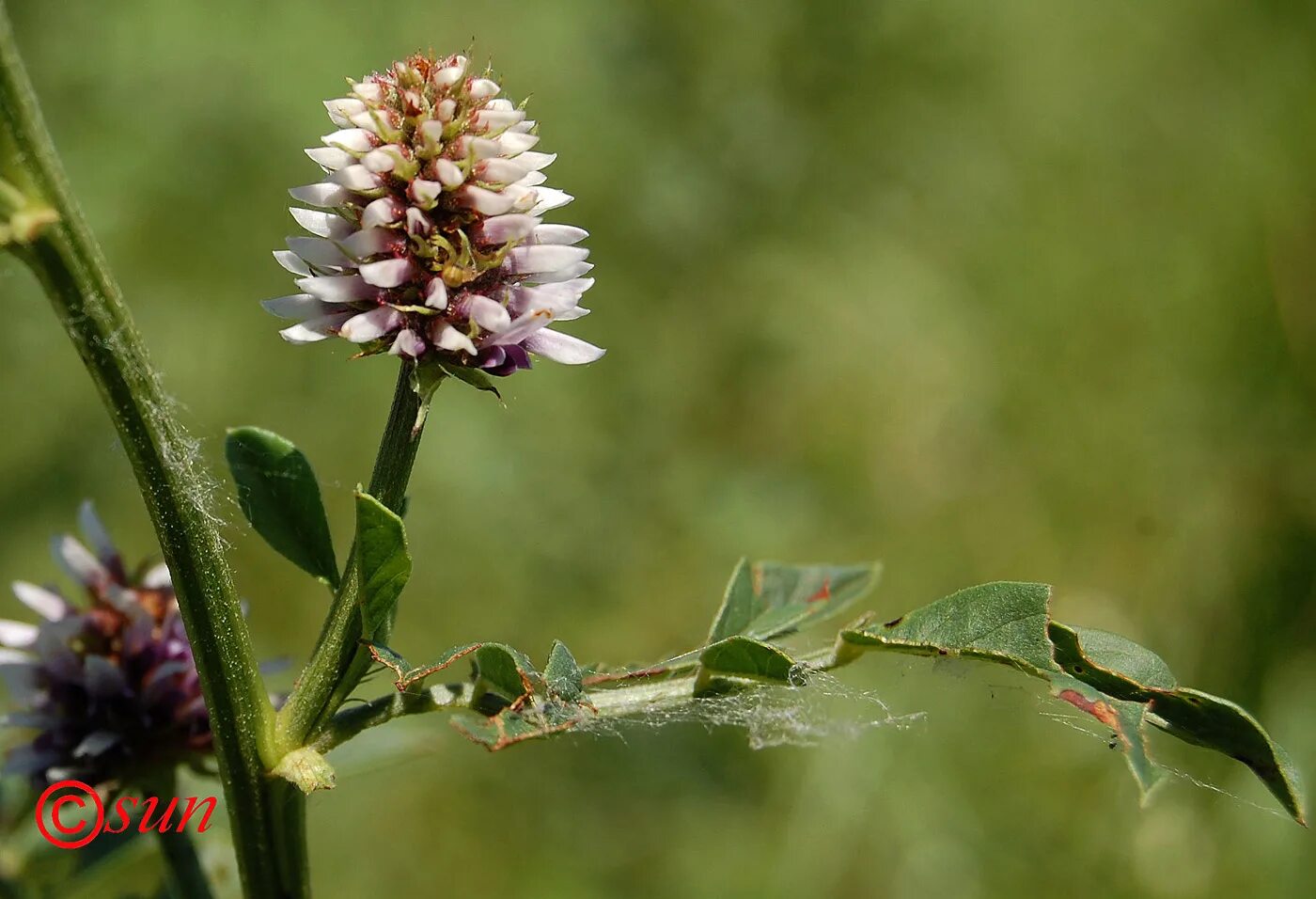 Солодка Уральская (Glycyrrhiza uralensis). Солодка Уральская — Glycyrrhiza uralensis Fisch.. Glycyrrhiza glabra. Солодка Уральская Плантариум.