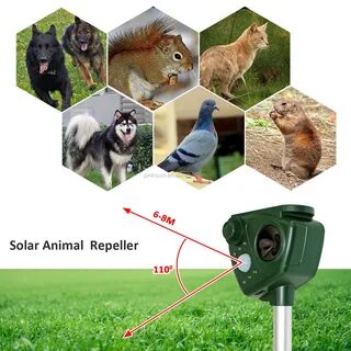 Solar animal