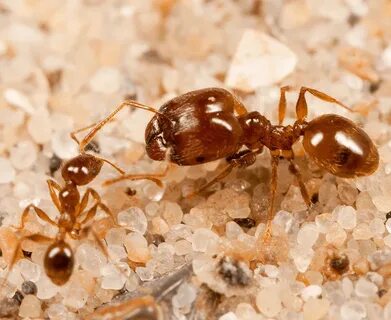 4 ants