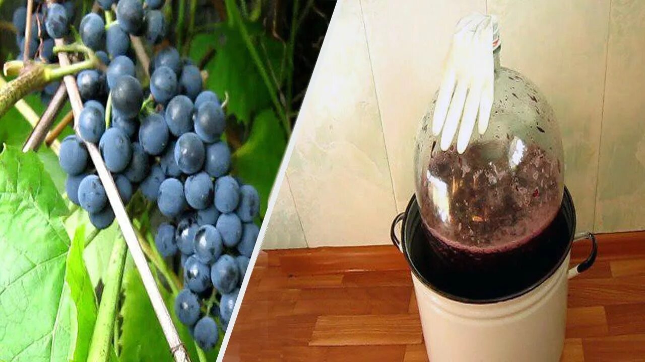 Домашнее виноградное вино из сока