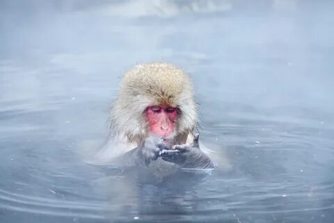 Обезьяна в воде