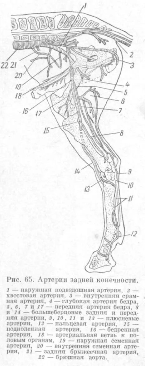 Кровообращение конечностей животных. Кровоснабжение тазовой конечности КРС. Артерии тазовой конечности собаки. Лимфатические узлы тазовой конечности лошади. Артерии задней конечности анатомия животных.