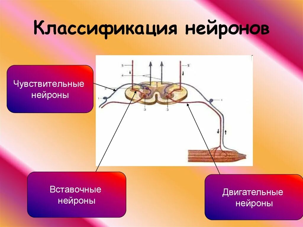 Чувствительный нейрон двигательный нейрон центр слюноотделения. Функции нейронов чувствительный двигательный вставочный. Строение чувствительного нейрона двигательного и вставочного. Строение двигательной нейрона вставочного нейрона. Чувствительный вставочный и двигательный Нейроны схема.