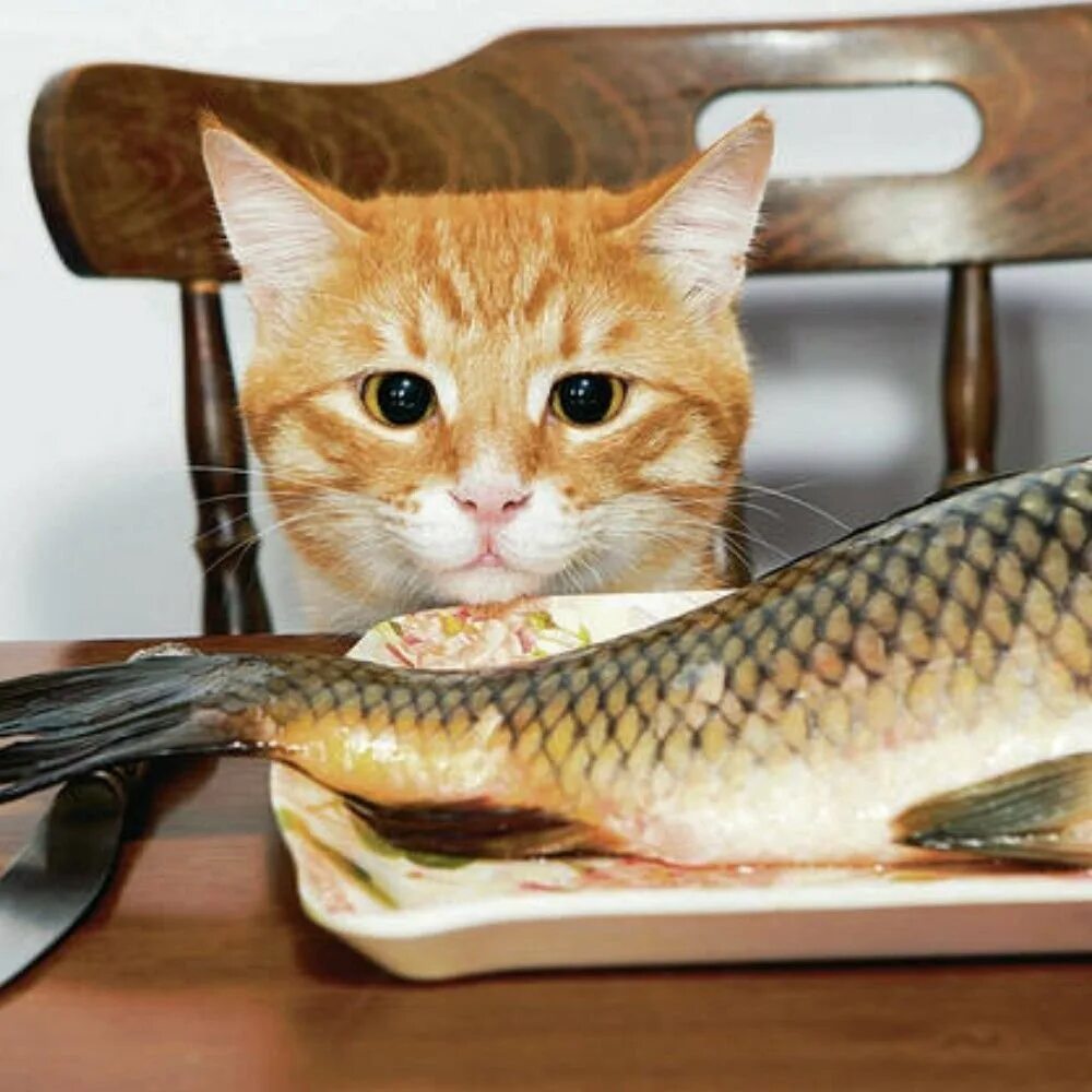 Рыба. Рыба кошка. Коты с рыбой. Рыжий котик с рыбкой.