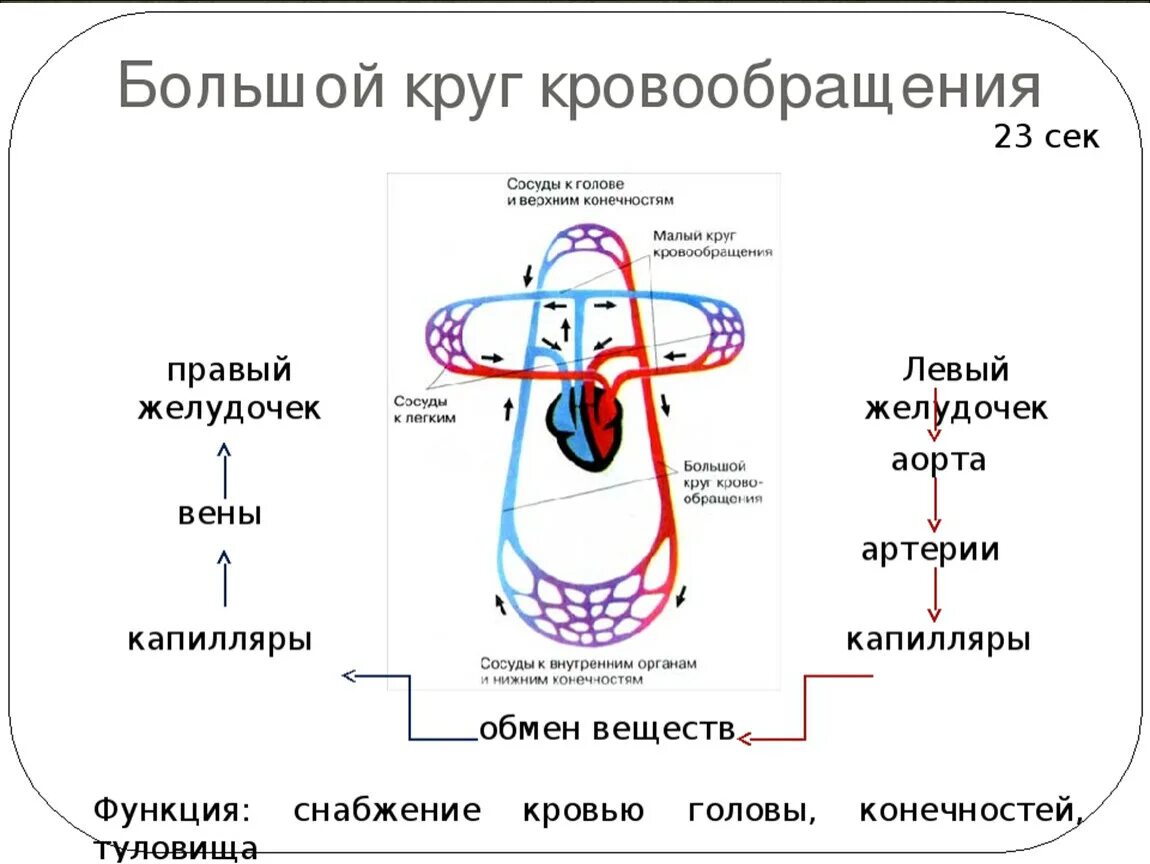 Конец большого круга. Схема большого и малого круга кровообращения человека. Малый круг кровообращения схема. Схема малого круга кровообращения. Большой и малый круги кровообращения у человека анатомия.