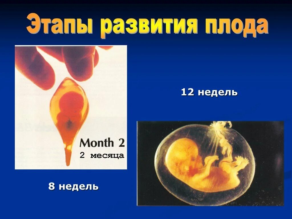 Что чувствует эмбрион