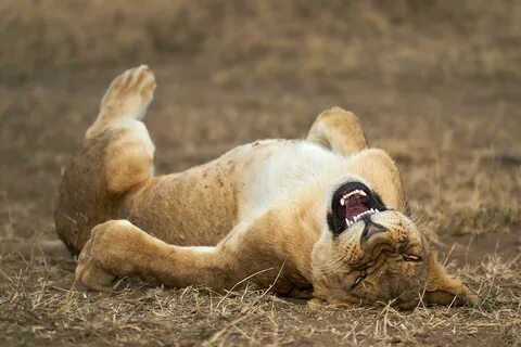Comedy wildlife awards