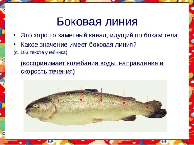 Какие рыбы имеют боковую линию. Надкласс рыбы боковая линия. Значение боковой линии. Боковая линия у рыб. Строение боковой линии у рыб.