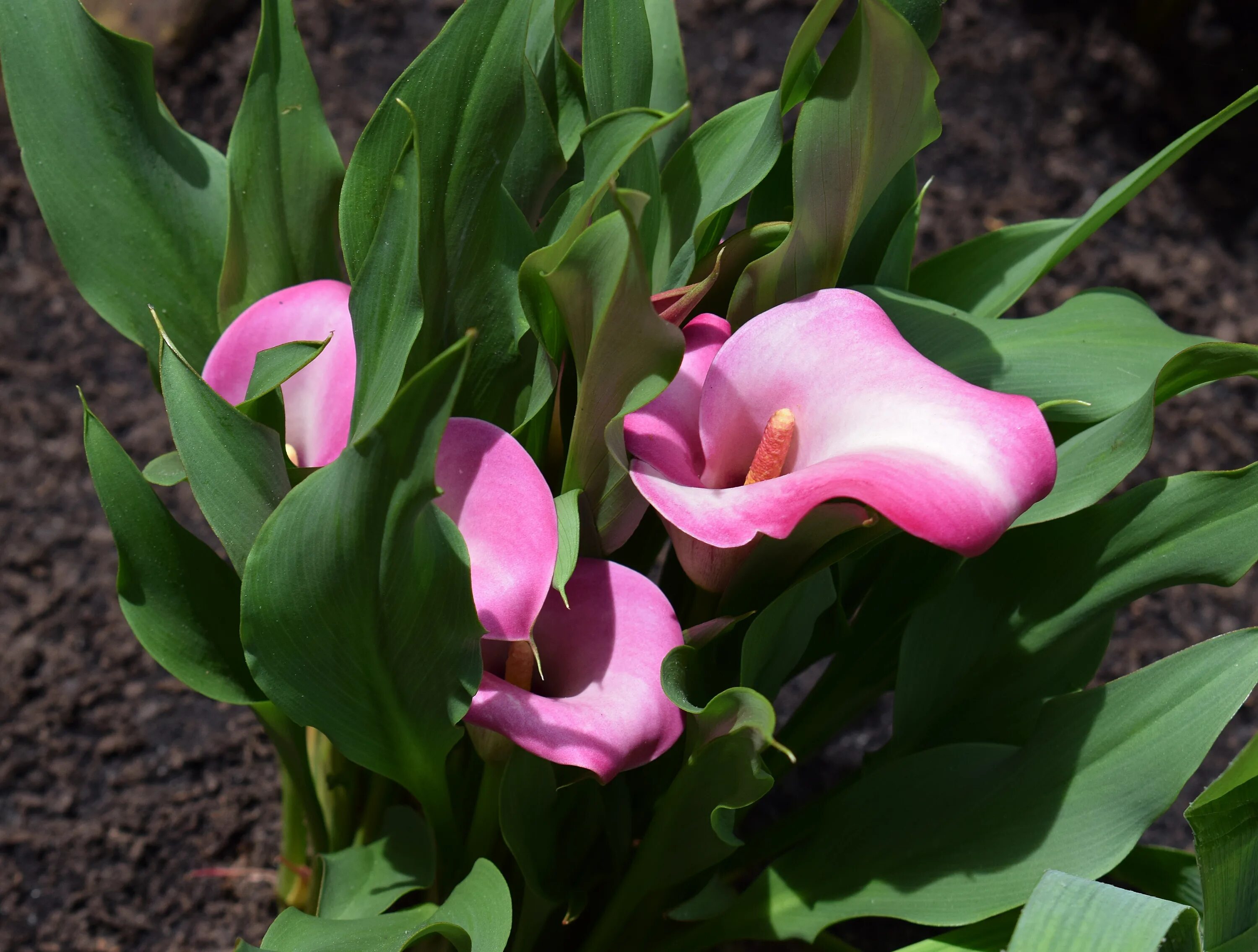 Калла саншайн. Калла Зантедеския. Калла (Zantedeschia) Самур. Калла rehmannii. Калла-Zantedeschia-Vermeer.