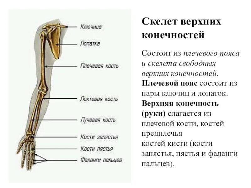 Скелет верхней конечности рисунки. Скелет верхней конечности кости плечевого пояса. Скелет свободной верхней конечности анатомия. Название костей свободной верхней конечности. Плечевая кость свободная верхняя конечность опорно двигательная.