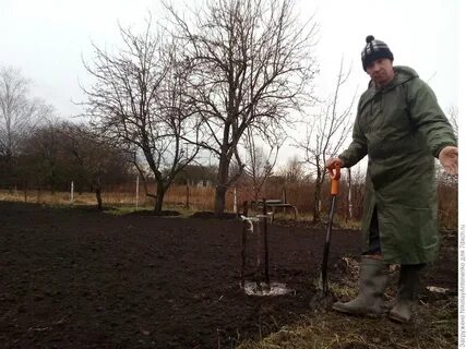 Персики в огороде в аптеке