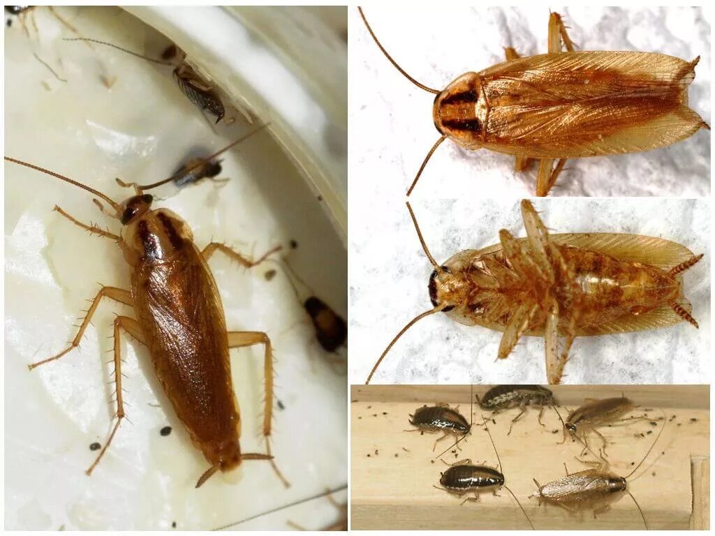 маленькие домашние тараканы. маленькие домашние тараканы. таракан домашний маленький. рыжий прусак черный таракан. маленький таракан прусак.