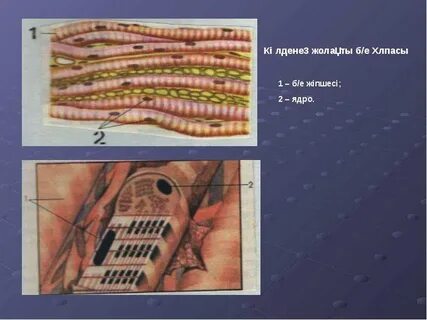 Лиза Энннің порно өмірбаяны