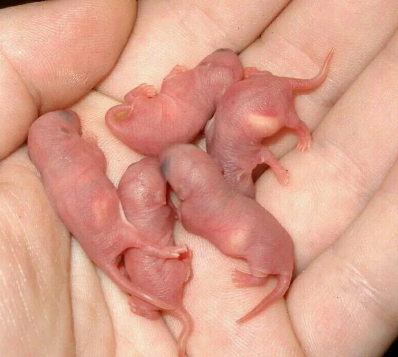 Новорожденные детеныши мыши. Новорожденные крысята Дамбо. Мышата только родившиеся.