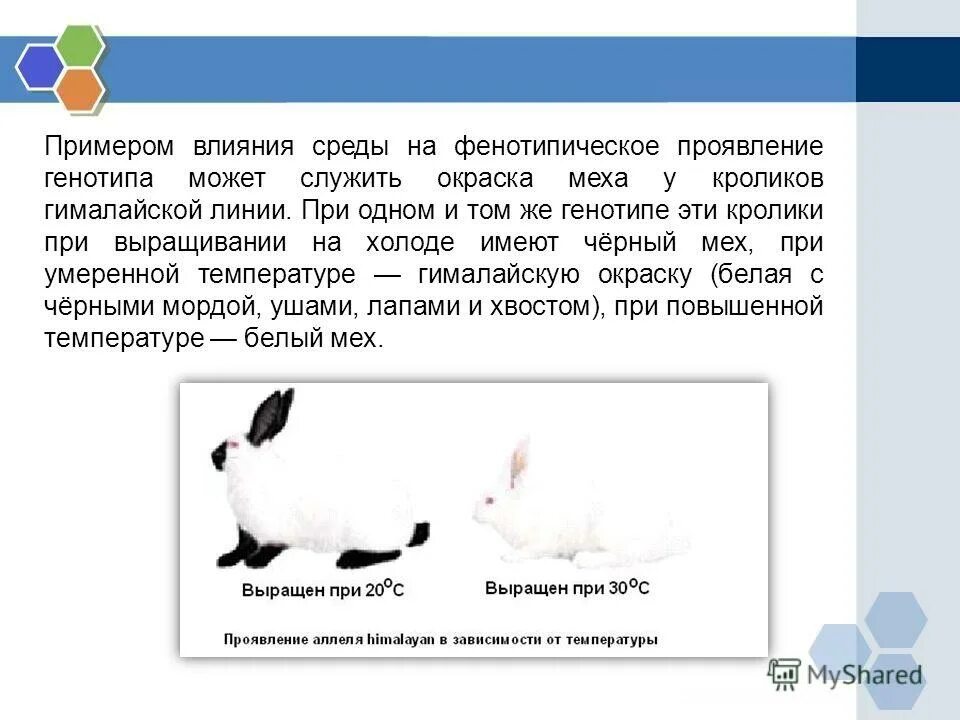 свободы человека примеры. количественные признаки животных. взаимодействие генов происходит в…. влияние среды на качественные признаки примеры. норма реакции.