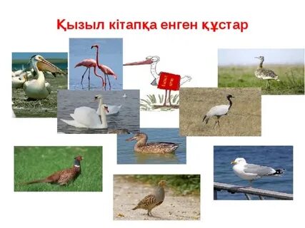 Үштік секс күйеу әйелі мен досы