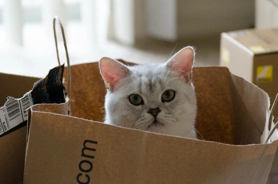 Зачем пакет. Котик в пакете. Коты в пакетах. Котенок в пакете. Кот в бумажном пакете.