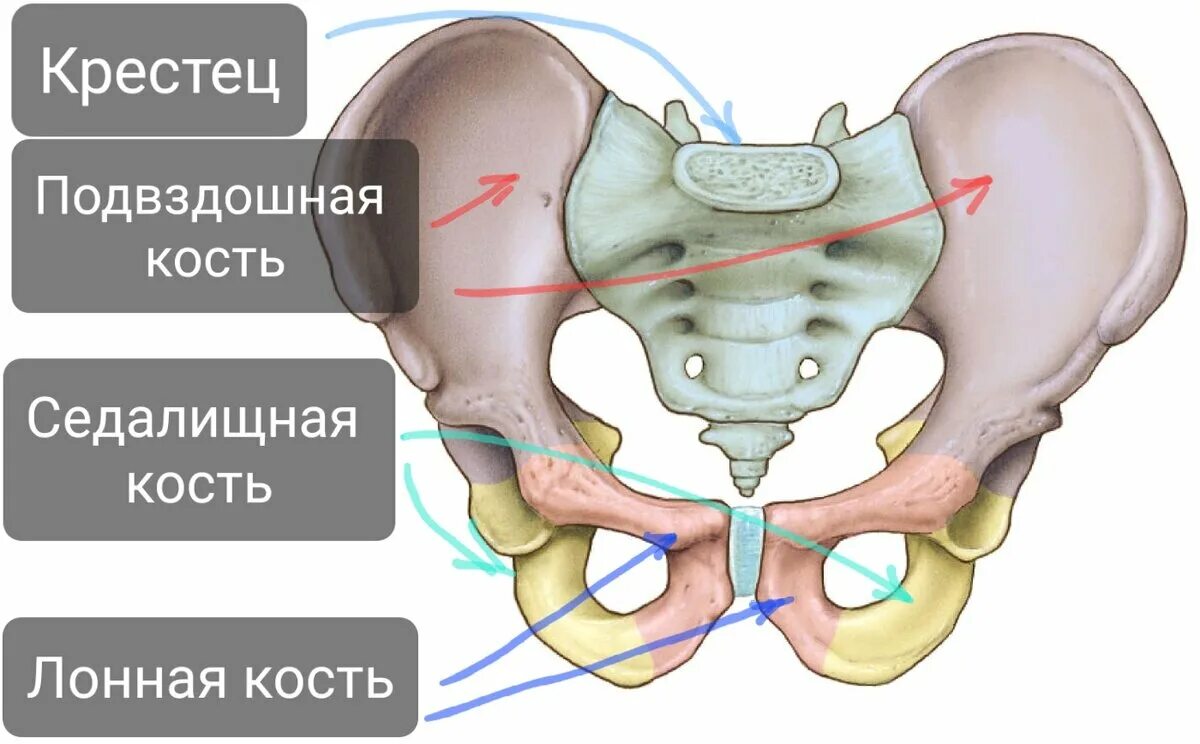 Образование подвздошной кости. Кости таза анатомия. Кости таза анатомия подвздошная кость. Лонная кость строение анатомия. Лонная кость таза.