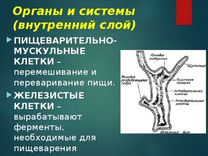 Какой орган вырабатывает пищеварительные ферменты