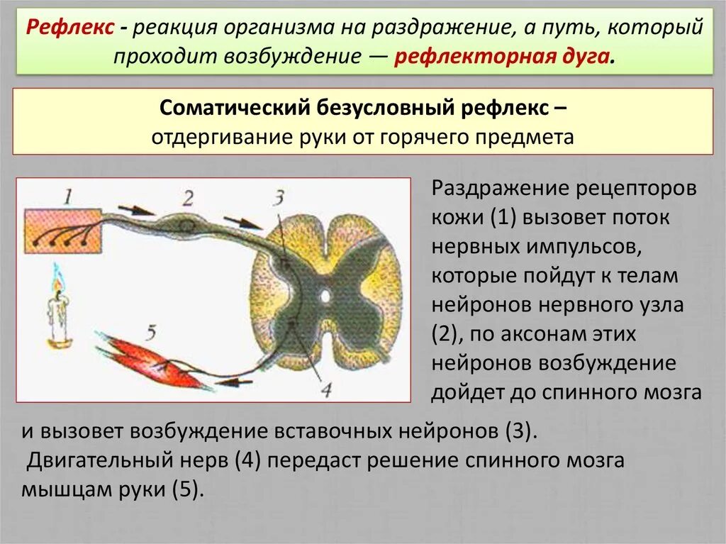 Рефлекс отдергивания руки от горячего. Рефлекторная дуга отдергивания руки от горячего предмета. Схема рефлекторной дуги отдергивания руки от горячего предмета. Начертите схему рефлекторной дуги отдергивания руки от горячего. Рис 78 соматический безусловный рефлекс.