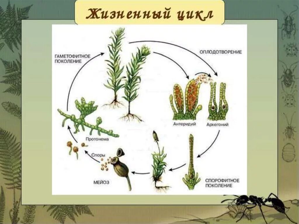 Схемы мох 1 класс. Цикл развития мха Кукушкин лен схема. Жизненный цикл мха Кукушкин лен схема. Схема жизненного цикла мха Кукушкина льна. Жизненный цикл Кукушкина льна схема 6 класс.