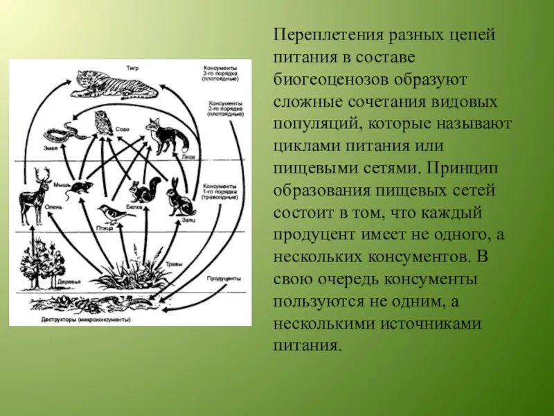 Роль функциональных групп в биогеоценозе. Пищевая цепочка. Цепи и сети питания в экосистеме. Пищевая цепочка экосистемы. Пищевая цепь с переплетением.