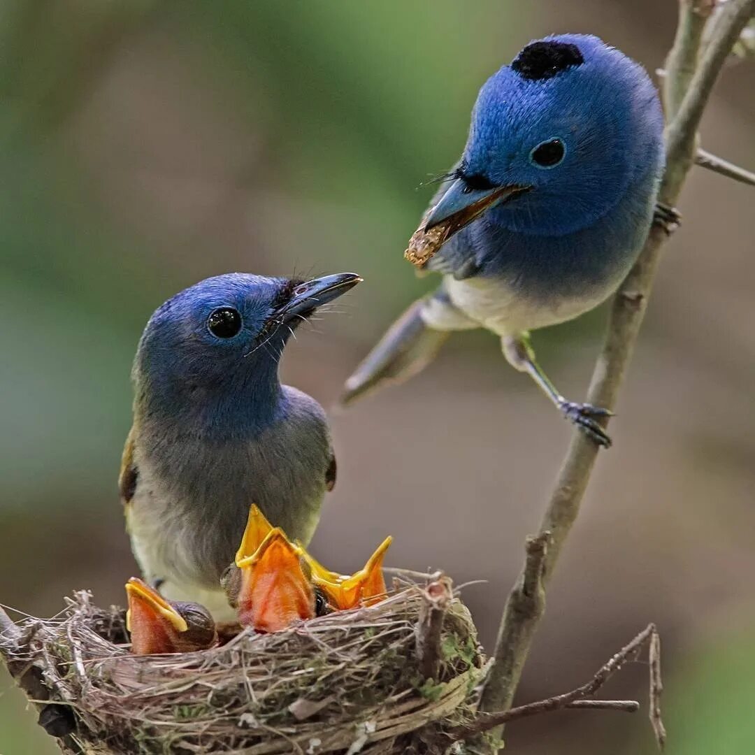 They like birds. Зунзинито птичка. Птенец Колибри. Птичка сукараф. Разноцветные птицы.