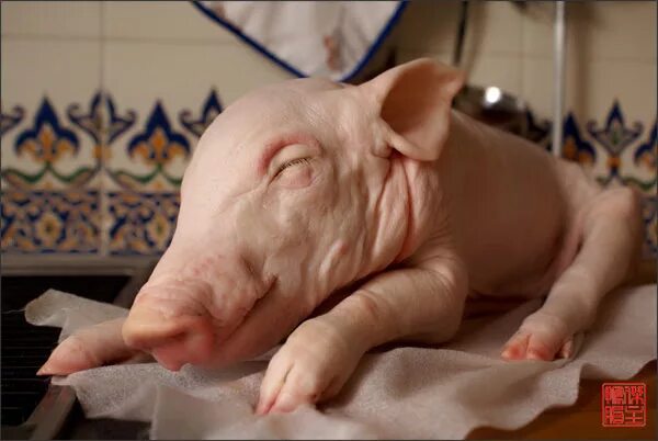 молочные поросята. молочный поросенок живой. красивая подача запеченного поросенка. молочный поросенок живой. молочный поросенок живой.