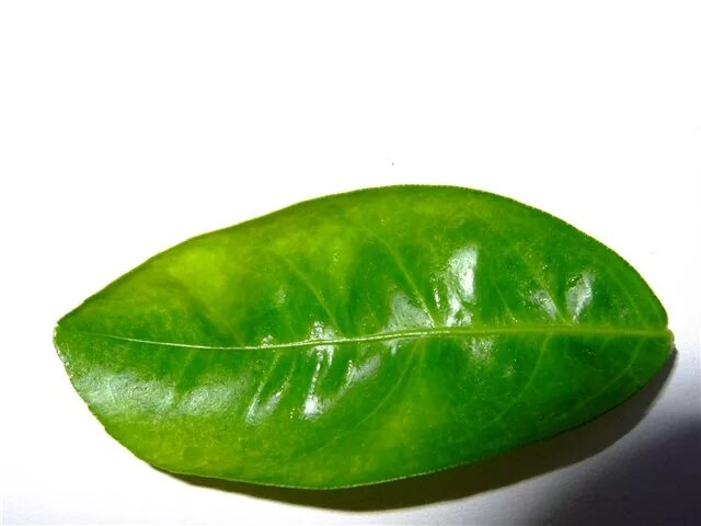 Бородавчатость цитрусовых. Мандарины с листом. У лимона скручиваются листья. Лимоны с листочком. Деформируются листья у лимона.