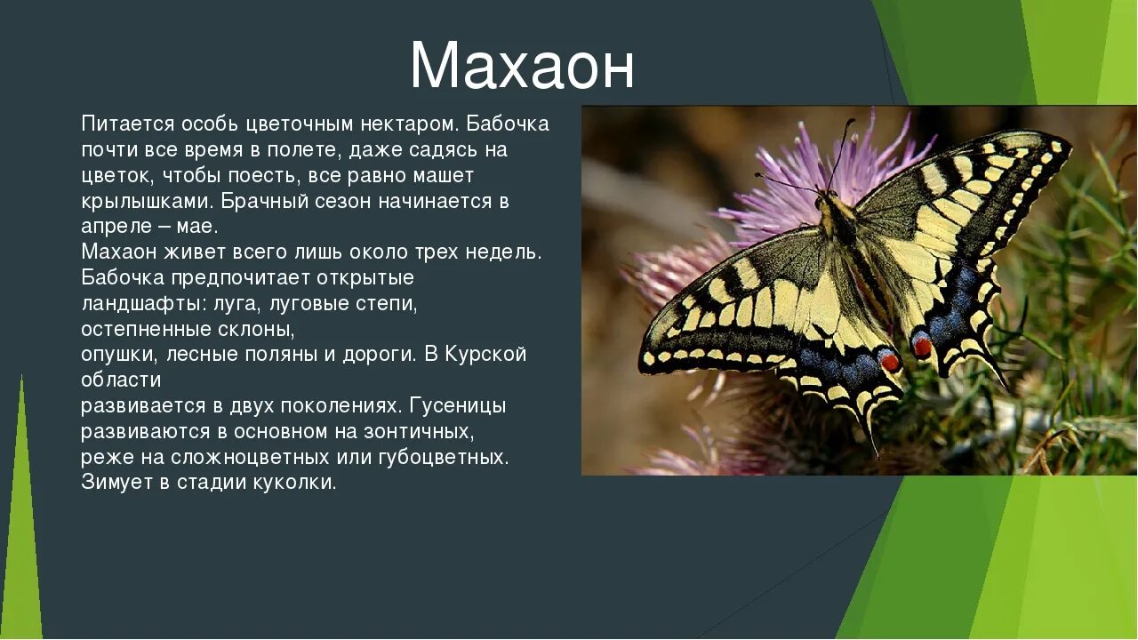 Воробьв рираскрытой бабочкой. Доклад на тему бабочки. Доклад о бабочках. Доклад о бабочках. Доклад по русскому про бабочек 6 класс.