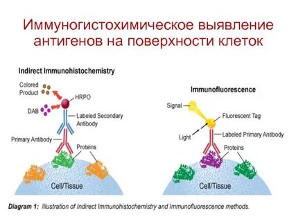 Лямблии методом иммуногистохимии
