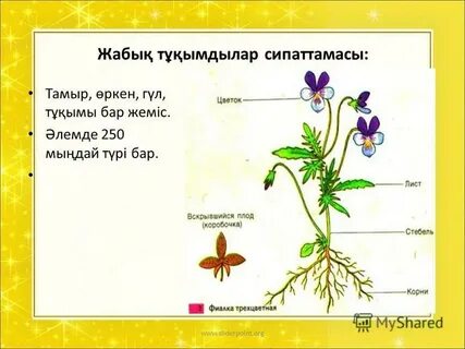 Порноға дайындықты қараңыз