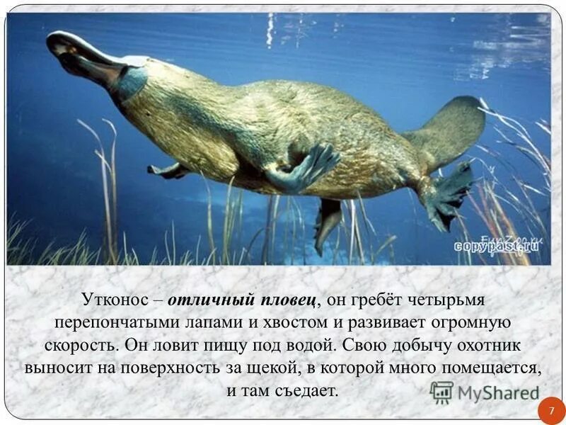 животные австралии утконос. образ жизни яйцекладущих. описание утконоса в австралии. утконос интересные факты. утконос питание.