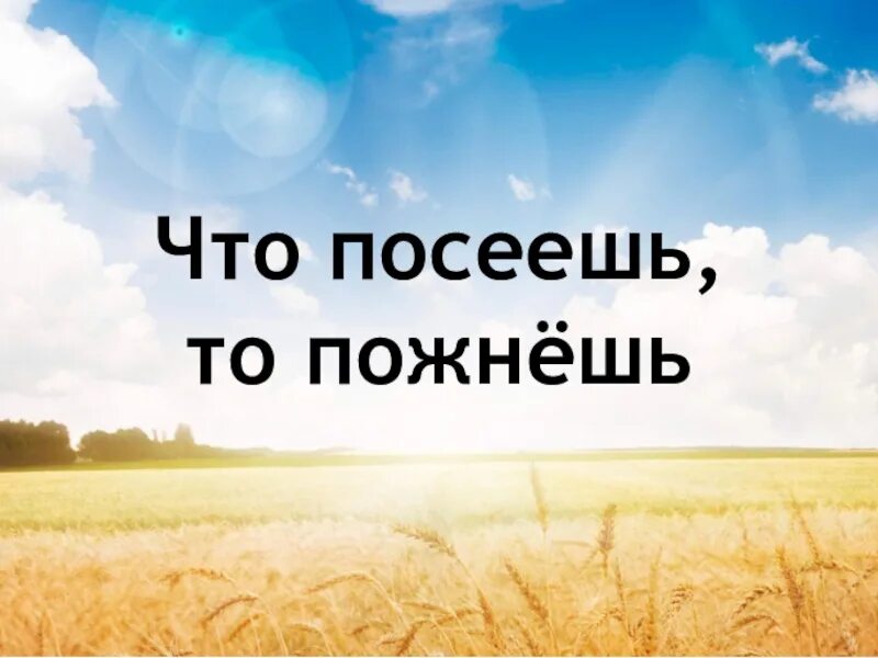 Что посеешь то и пожнешь сказка. Что посеешь то и пожнешь. что посеет человек то и пожнет. картинка что сеет человек то и пожнет. что посеешь картинки.