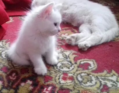 Котята в добрые в армавире