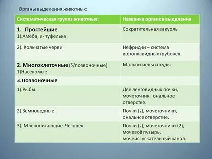 Группа животных органы выделения таблица