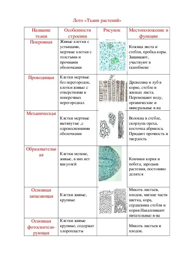 Ткань особенности строения функции таблица. Ткани растений 5 класс биология таблица. Образовательная ткань таблица. Таблица ткани растений и животных 5 класс биология. Типы тканей растений 6 класс биология таблица.