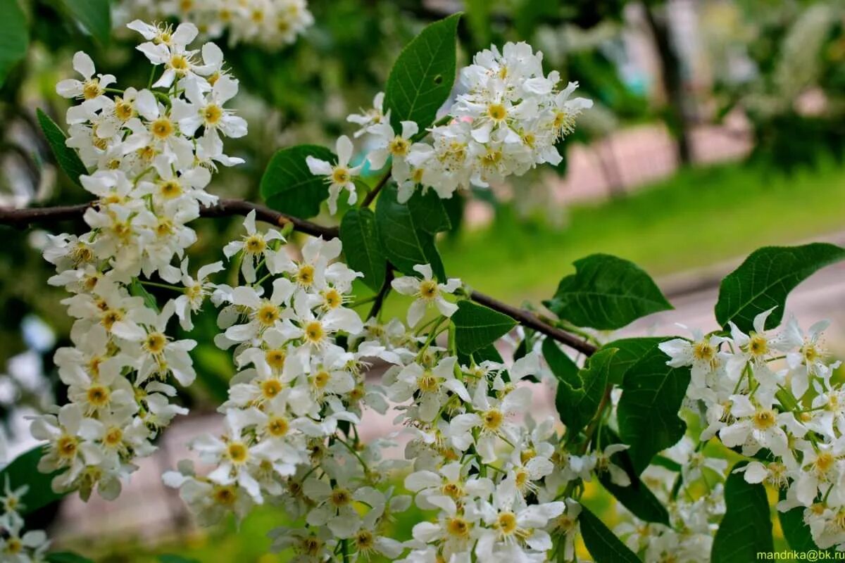 Download wallpaper the sky, flowers, Spring, blue sky, cherry, flowers of bird c