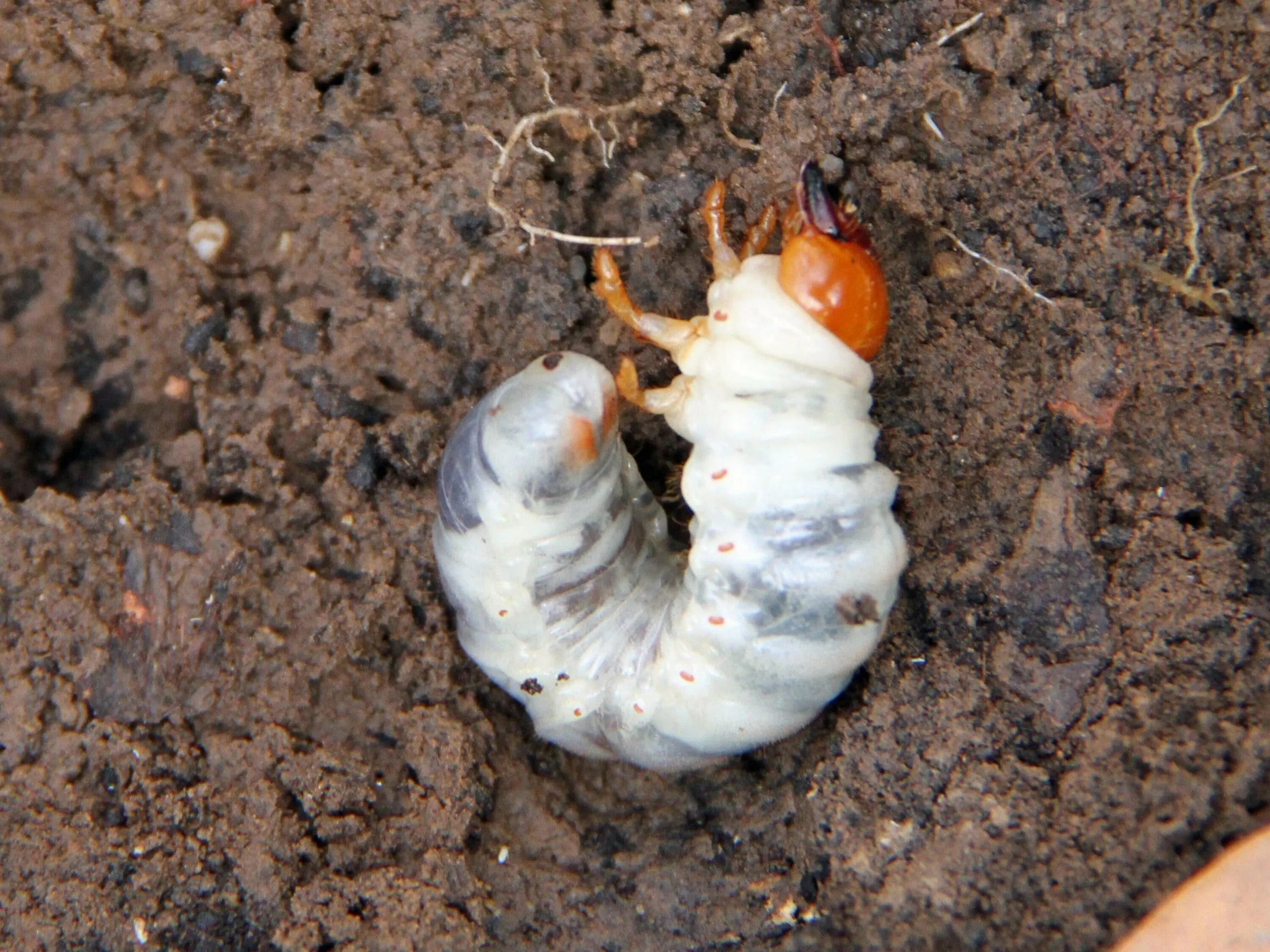 Личинка хруща майского. Личинка майского жука и бронзовки. Хрущ личинка майского жука. Как выглядит личинка майского жука