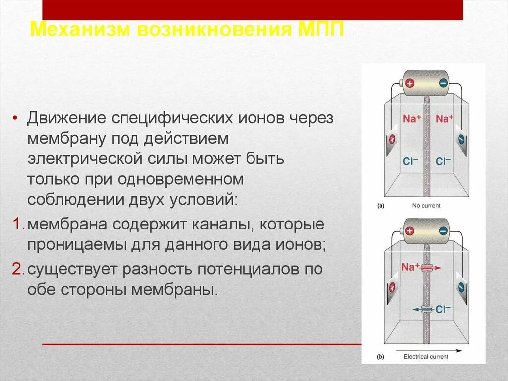 Мембранный потенциал покоя схема. Потенциал покоя физиология кратко. Схема мембранного потенциала возбудимой клетки. Ионный механизм формирования мембранного потенциала покоя. Ионный механизм мембранного потенциала покоя.