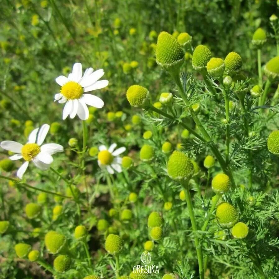 Matricaria matricarioides – Ромашка пахучая. Ромашка пахучая безъязычковая. Хамомилла пахучая. Ромашка пахучая (Matricaria discoidea). Тип ромашки лекарственной