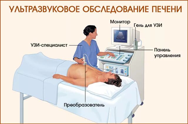 Узи где находится. Ультразвуковая диагностика печени. узи диагностика печени.